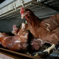 Le durcissement des contrôles des élevages en cages aménagées est lié à la pression des instances européennes