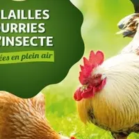 En 2020, Auchan a testé la réaction des consommateurs, avec la vente de quelques milliers de poulets de type label rouge nourries avec un aliment de N