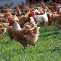 Même si les poulets noir et jaune progressent, le blanc constitue toujours la base de l’offre label rouge (LR) des volailles Siebert.