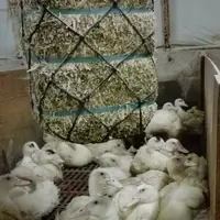 Avec la luzerne, le temps d’exploration du canard est plus élevé qu’avec la paille ou la ficelle, mais il baisse au fil des semaines, le canard se las