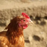 L’impact du picage évalué sur des poules non épointées