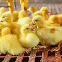 Le sélectionneur Grimaud Frères promet l'ovosexage des canards Barbarie et mulards dès 2023