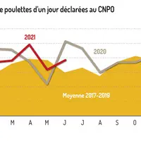 La production française d’œufs en phase descendante