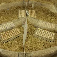 Dans le cadre du dispositif expérimental d’éclosion à la ferme avec chauffage par radiants, les œufs à couver sont placés sur des alvéoles One2Born, p