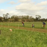 Situées entre les alignements d'arbres, les deux bandes seront accessibles aux poules par alternance, pour favoriser la repousse.
