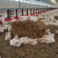 Le ballot de paille est un enrichissement particulièrement apprécié par les poulets car il leur permet de se percher, d’explorer grâce aux brins de pa