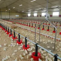 L’éleveur réalise 3 à 5 repaillages par lot de poulet.