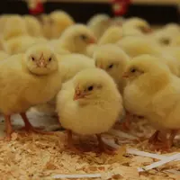 En 2020, 58,9% du poids vif traité correspondrait au poulet et 26,4% à la dinde.
