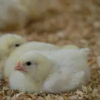Les éleveurs de poulet ayant suivi la formation bien être animal depuis 2018 seront exemptés du module distanciel de 2 heures.