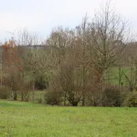 Par rapport à la forêt, des arbres sur un parcours volailles poussent vite et permettent en général une bonne valorisation.