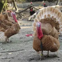 Race d'agrément, la dinde rouge des Ardennes est aussi élevée pour sa chair. L'un n'exclue pas forcément l'autre...