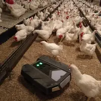 Destiné à faire bouger les volailles, notamment dans les bâtiments de poules pour réduire la ponte au sol, le robot T-Moov, plus compacte, passe sous