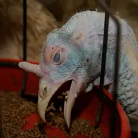 La production de dinde aurait le plus à gagner du retour des protéines de porc dans la ration alimentaire.