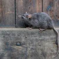 Le rat brun est l'espèce la plus impactante