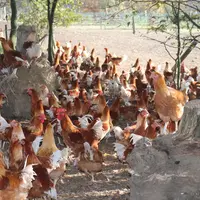 Pour être commercialisé entier en fin d’année, un chapon labélisé abattu à l’âge de 150 jours au minimum (140 jours pour un chapon non-label) est opér