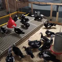 Mise à disposition d'un bassin lors du premier essai de l'Anses.