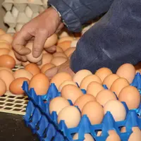 Mise en alvéole manuelle des oeufs