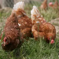 La pression parasitaire augmente en productions de poules plein air, par un contact accru avec les hôtes intermédiaires des helminthes, tels que le ve