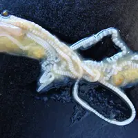 Le cestode Raillietina est un ver à segments. Son hôte intermédiaire est le ténébrion ou la fourmi.