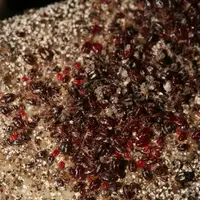 Lorsque les grappes de poux rouges sont déjà visibles, le seuil d'infestation est déjà atteint.