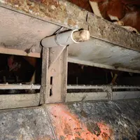 Trois dispositifs de piégeage sont utilisés en élevage : le tube PVC de 10 cm de long dans lequel est inséré un bâton de bois de 12 cm (photo 1) ....
