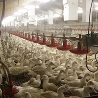 Avec une forte concentration des élevages de reproducteurs (grands parentaux et parentaux), le bassin vendéen élargi est le maillon faible de l'accouv