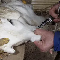 L'essai technique des deux solutions vaccinales (Ceva et Boehringer-Ingelheim) ne présume aucunement de la décision politique de recourir à la vaccina