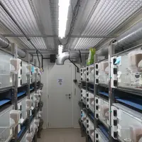 Entièrement climatisée, la salle des 72 cages de reproducteurs assure des conditions optimales (climat régulier, programme lumineux, risque sanitaire