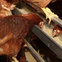 Il existe plusieurs leviers pour atténuer la hausse du coût alimentaire tout en valorisant au maximum la ration par les poules.