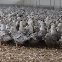 Une des principales difficultés de l'élevage des canards sur litière et en claustration est de maintenir cette litière de bonne qualité pour ne pas en