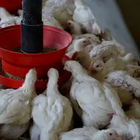 Mieux connaitre les mécanismes soutenant l’amélioration de la nutrition est un axe fort de la recherche avicole, renforcé par un contexte de hausse de