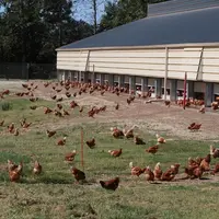 En accédant à l’extérieur, les poulettes sont exposées à plusieurs dizaines de milliers de lux, ce qui peut perturber la gestion du programme lumineux