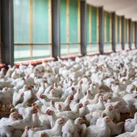 Dans quelques mois, toute la viande fraiche de poulet vendue en GMS aura été élevée selon le cahier des charges imposant le jardin d'hiver