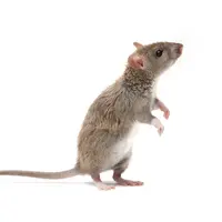 Depuis des millénaires, les rats (ici un rat brun) et souris ont calqué leurs modes de vie, de manière à vivre aux dépens de l’Homme, mais pas souvent