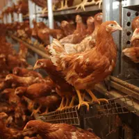 Pour les souches brunes, une poulette plus lourde de 100 g aux premiers œufs permet de gagner un gramme environ de poids d’œuf.