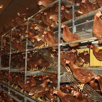La réussite d’un lot de poules pondeuses est multifactorielle et oblige à être performant sur tous les paramètres, certains pesant plus que d’autres.