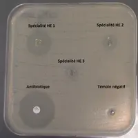 Le produit HE1 développe un diamètre d’inhibition significatif par rapport au témoin antibiotique. HE 3  ne présente pas de diamètre d’inhibition, tou