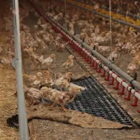 Les volières pour poulettes de type portique sont celles qui favorisent le plus le recyclage des coccidies vaccinales.  © P. Le Douarin