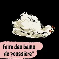 Bien-être animal : reconnaître les comportements des poulets