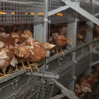 Outre l’immunisation des poules pondeuses contre les salmonelles, les vaccins vivants distribués en trois fois (1 jour, 6-8 semaines et avant 16 semai
