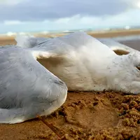 La mortalité de goélands argentés et de fous de Bassan contaminés est massive.
