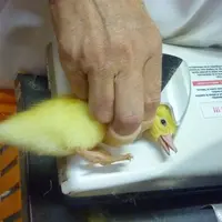 En canard, deux injections IA seraient nécessaires contre une seule en Gallus au couvoir