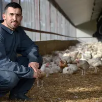 Les poulets de mon enfance dans le jardin d'hiver de Damien Benezet, le premier éleveur Valsoleil à s'être lancé.