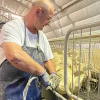 Cette année, la pénurie a fait « non-produire » au moins autant de canards que l’épizootie H5N1 en a tués ou conduits à euthanasier.