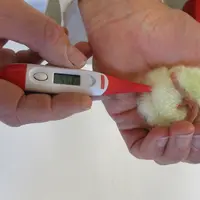La prise de température cloacale se fait facilement et rapidement après vidange rectale.