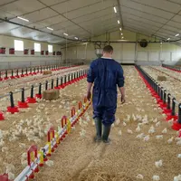 En poulet, le temps de travail quotidien (surveillance, suivi technique, tâches sanitaires...) est d’un peu plus de 4 heures en moyenne, soit 1h40 pou