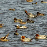 L'avifaune sauvage migratrice ou pas est une source de contamination très probablement indirecte via des déjections ou des plumes rejetées autour des