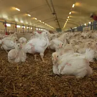 Un des enjeux du maintien des antibiotiques en élevage est de convaincre l'opinion qu'ils servent d'abord à soigner les animaux plutôt qu'à compenser