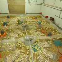 Le premier dispositif expérimental comportait huit miniparquets en couronne sous deux radiants Systel de 5 KW (34 °C de consigne pour 37 ° C à la surf