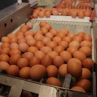 Selon l'Itavi, la production d'oeufs devrait progresser au premier semestre 2023 mais restera inférieure au niveau de 2021.